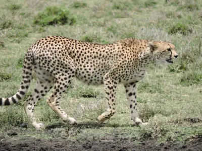a cheetah walking in a field of grass at STC.SAFARI LODGE in Oldeani