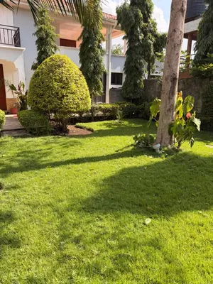 a yard with a palm tree and a house at Royal Afrika Safari in Arusha